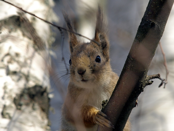 red-squirrel-1248232