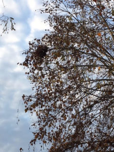 Nest in tree. Photo by Jeffrey Oaks