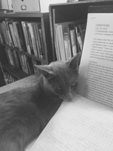 cat in study